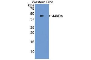 Image no. 1 for anti-Tryptase alpha/beta 1 (TPSAB1) (AA 151-275) antibody (ABIN1860849)
