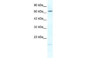 Image no. 1 for anti-Potassium Voltage-Gated Channel, Subfamily H (Eag-Related), Member 6 (KCNH6) (N-Term) antibody (ABIN2776259)
