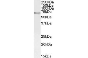 Image no. 2 for anti-V-Myb Myeloblastosis Viral Oncogene Homolog (Avian) (MYB) (AA 281-294) antibody (ABIN190759)