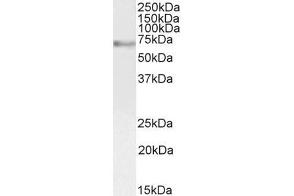 MYB antibody  (AA 281-294)