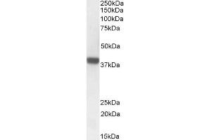 Image no. 3 for anti-Forkhead Box I3 (FOXI3) (Internal Region) antibody (ABIN625827)