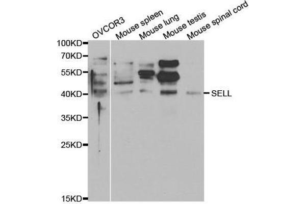 L-Selectin Antikörper  (AA 1-100)