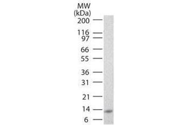 IL-25 antibody  (Biotin)