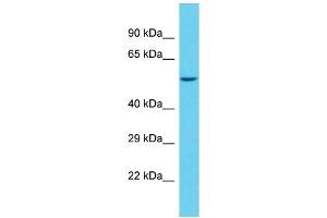 Image no. 1 for anti-Sterile alpha Motif Domain Containing 1 (SAMD1) (C-Term) antibody (ABIN2790860)