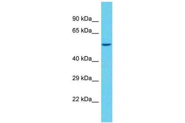SAMD1 抗体  (C-Term)