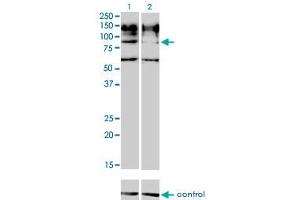 Image no. 2 for anti-Interleukin 31 Receptor A (IL31RA) (AA 21-120) antibody (ABIN566814)