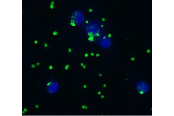 CD41, CD61 anticorps