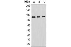 Image no. 1 for anti-Glycosylphosphatidylinositol Specific phospholipase D1 (GPLD1) (Center) antibody (ABIN2706251)