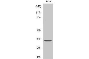 Image no. 1 for anti-Neuralized E3 Ubiquitin Protein Ligase 1B (NEURL1B) (Internal Region) antibody (ABIN3185837)