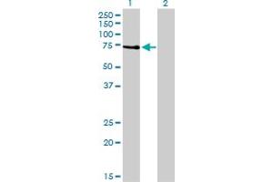 Image no. 1 for anti-Protein Kinase C, zeta (PRKCZ) (AA 165-255) antibody (ABIN562397)