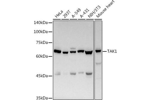 MAP3K7 antibody  (AA 300-470)
