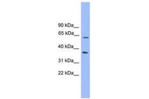 Image no. 1 for anti-Pyruvate Dehyrogenase Phosphatase Catalytic Subunit 2 (PDP2) (AA 359-408) antibody (ABIN6745150)