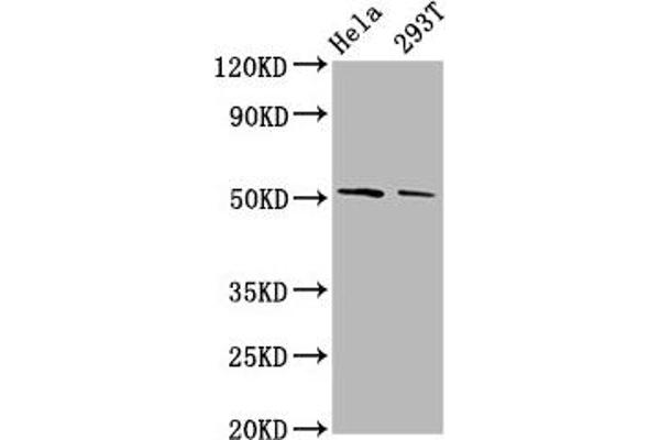 PLAGL2 antibody  (AA 324-469)