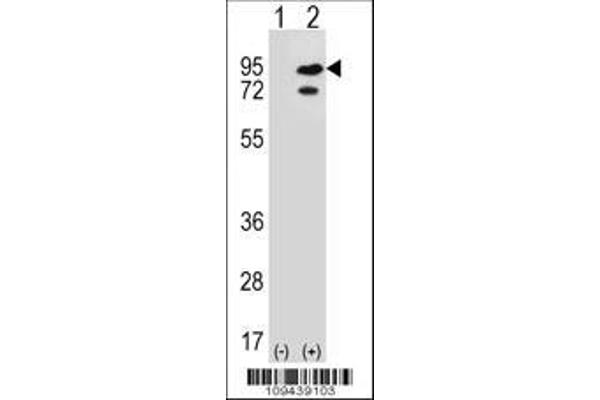 anti-SNF Related Kinase (SNRK) (AA 320-349) antibody