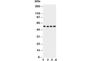 Image no. 2 for anti-Solute Carrier Family 2 (Facilitated Glucose/fructose Transporter), Member 5 (SLC2A5) (AA 481-501) antibody (ABIN3032680)