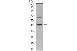 Image no. 3 for anti-Sirtuin 3 (SIRT3) (AA 155-290) antibody (ABIN5542439)