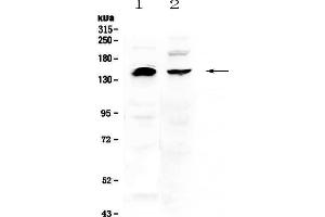 Image no. 1 for anti-Neural Precursor Cell Expressed, Developmentally Down-Regulated 4, E3 Ubiquitin Protein Ligase (NEDD4) (AA 960-1245) antibody (ABIN5693309)