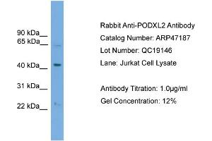 PODXL2 Antikörper  (N-Term)