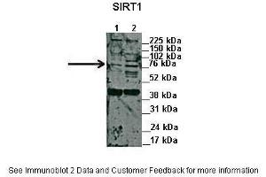 Image no. 3 for anti-Sirtuin 1 (SIRT1) (N-Term) antibody (ABIN2779607)