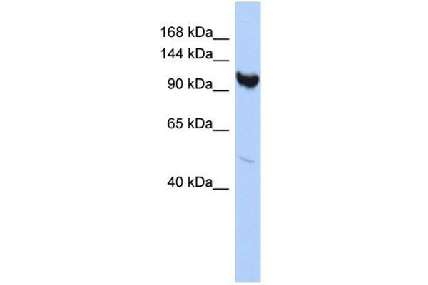 anti-Armadillo Repeat Containing 3 (ARMC3) (Middle Region) antibody