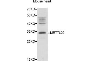 Image no. 1 for anti-Chromosome 12 Open Reading Frame 72 (C12orf72) antibody (ABIN2563850)