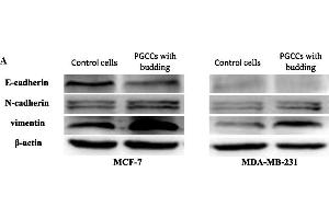 Image no. 6 for anti-Cadherin 2 (CDH2) (AA 701-800) antibody (ABIN738726)