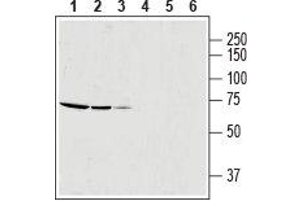 anti-Solute Carrier Family 25 (Mitochondrial Carrier, Aralar), Member 12 (Slc25a12) (AA 169-181), (Intracellular), (N-Term) antibody