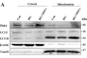 Image no. 6 for anti-Actin, beta (ACTB) antibody (ABIN3020547)