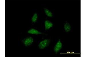 Image no. 1 for anti-Apoptosis Enhancing Nuclease (AEN) (AA 1-325) antibody (ABIN528696)