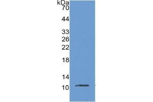 Mucin 2, Oligomeric Mucus/gel-Forming (MUC2) ELISA Kit