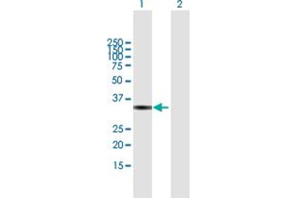 VGLL4 Antikörper  (AA 1-290)