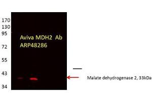 Image no. 3 for anti-Malate Dehydrogenase 2, NAD (Mitochondrial) (MDH2) (C-Term) antibody (ABIN2783318)