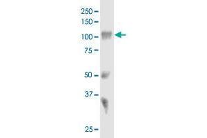 Image no. 4 for anti-Sortilin 1 (SORT1) (AA 203-299) antibody (ABIN562759)