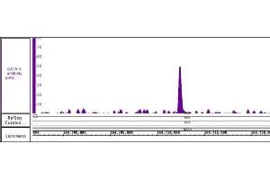 Image no. 2 for anti-GATA Binding Protein 1 (Globin Transcription Factor 1) (GATA1) (N-Term) antibody (ABIN6971674)