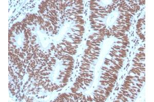 Image no. 3 for anti-Paired Box Gene 2a (PAX2A) (AA 223-354) antibody (ABIN6940252)