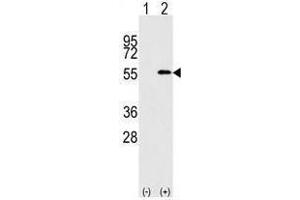 Image no. 1 for anti-Nucleoporin 50kDa (NUP50) (C-Term) antibody (ABIN357219)
