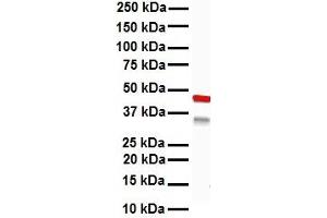 Image no. 3 for anti-Keratin 15 (KRT15) (C-Term) antibody (ABIN2792088)