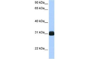 Image no. 3 for anti-RNA Binding Protein with Multiple Splicing (RBPMS) (N-Term) antibody (ABIN2778710)