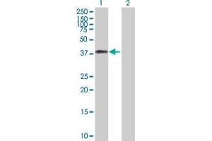 Image no. 1 for anti-DNA Fragmentation Factor, 45kDa, alpha Polypeptide (DFFA) (AA 1-331) antibody (ABIN514953)