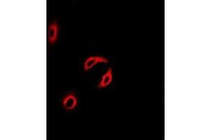 Image no. 1 for anti-Centrin, EF-Hand Protein, 2 (CETN2) (full length) antibody (ABIN6005128)