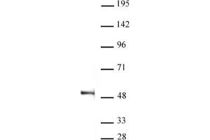 Image no. 1 for anti-Receptor Accessory Protein 5 (REEP5) (AA 301-410) antibody (ABIN6971604)