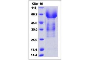 Image no. 1 for Syndecan 3 (SDC3) (AA 1-311) protein (His tag,ECD) (ABIN2650715)