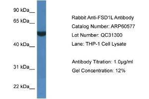 Image no. 1 for anti-Fibronectin Type III and SPRY Domain Containing 1-Like (FSD1L) (C-Term) antibody (ABIN2788499)