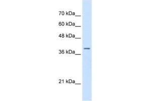 Image no. 1 for anti-Serine/threonine Kinase Receptor Associated Protein (STRAP) antibody (ABIN2463125)