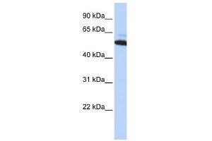 Image no. 1 for anti-Arginyltransferase 1 (ATE1) (Middle Region) antibody (ABIN630830)