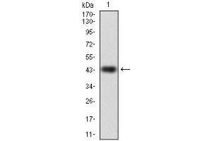 Image no. 3 for anti-RAP1A, Member of RAS Oncogene Family (RAP1A) antibody (ABIN969561)