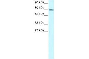 Image no. 1 for anti-Forkhead Box N3 (FOXN3) (C-Term) antibody (ABIN2777625)
