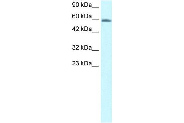 anti-Forkhead Box N3 (FOXN3) (C-Term) antibody