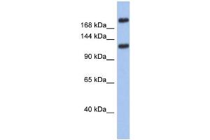 Image no. 1 for anti-Calcium Channel, Voltage Dependent, T Type, alpha 1I Subunit (CACNA1I) (Middle Region) antibody (ABIN2776236)