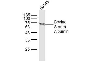 Image no. 2 for anti-Bovine Serum Albumin (BSA) antibody (ABIN727368)